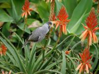 Sydney Botanical Garden