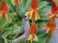 Sydney Botanical Garden