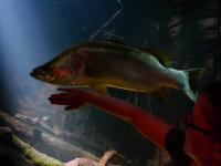 Sydney Sealife - Barramundi