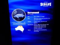 Sydney Sealife - Barradmundi Info