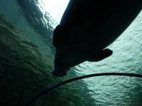 Sydney Sealife