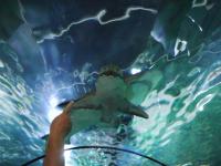 Sydney Sealife