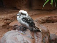 Sydney Wildlife - Kukaburra