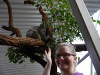 Sydney Wildlife - Koala