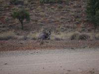 Flinders Ranges