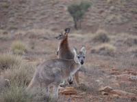 Flinders Ranges