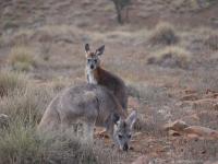 Flinders Ranges