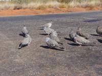 Tauben bei Kata Tjuta