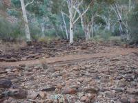Kings Canyon - Kings Creek Walk