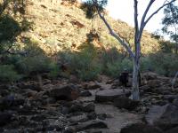 Kings Canyon - Kings Creek Walk
