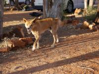 Kings Canyon Resort - Dingo beim Fr&uuml;hst&uuml;ck