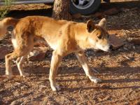 Kings Canyon Resort - Dingo beim Fr&uuml;hst&uuml;ck