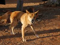 Kings Canyon Resort - Dingo beim Fr&uuml;hst&uuml;ck