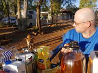 Kings Canyon Resort - Dingo beim Fr&uuml;hst&uuml;ck