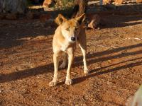 Kings Canyon Resort - Dingo beim Fr&uuml;hst&uuml;ck