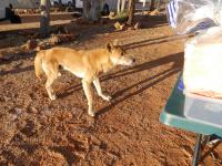 Kings Canyon Resort - Dingo beim Fr&uuml;hst&uuml;ck