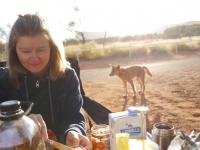 Kings Canyon Resort - Dingo beim Fr&uuml;hst&uuml;ck