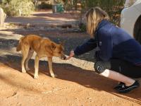 Kings Canyon Resort - Dingo beim Fr&uuml;hst&uuml;ck