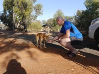 Kings Canyon Resort - Dingo beim Fr&uuml;hst&uuml;ck
