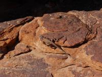 Kings Canyon - Rim Walk