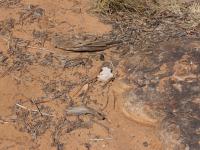 Kings Canyon - Rim Walk - Finde die Eidechse