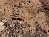 Kings Canyon -  Rim Walk
