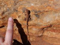 Kings Canyon - Rim Walk