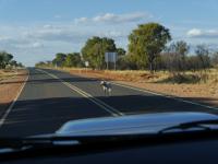 Dingo