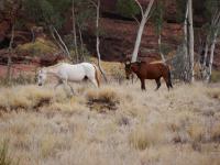 Brumbies (Wildpferde)