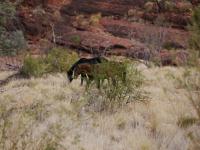 Brumbies (Wildpferde)