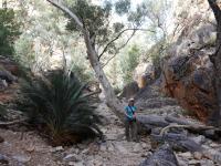 MacDonnell Ranges - Standley Chasm (Bergschlucht)