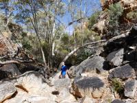 MacDonnell Ranges - Standley Chasm (Bergschlucht)
