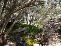 MacDonnell Ranges - Standley Chasm (Bergschlucht)