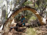 MacDonnell Ranges - Standley Chasm (Bergschlucht)