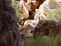 West MacDonnell Ranges - Simpsons Gap - Rock Wallaby