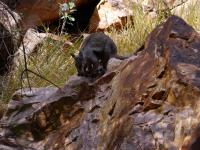 West MacDonnell Ranges - Simpsons Gap - Rock Wallaby