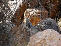 West MacDonnell Ranges - Simpsons Gap - Rock Wallaby