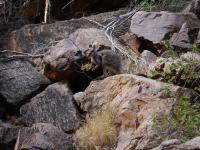 West MacDonnell Ranges - Simpsons Gap - Rock Wallaby