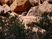 West MacDonnell Ranges - Simpsons Gap - Rock Wallaby