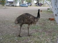 Wycliffe Well Camp Ground - Emu - UFO Capital of Australia