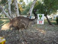 Wycliffe Well Camp Ground - Emu beim Fr&uuml;hst&uuml;ck