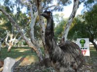 Wycliffe Well Camp Ground - Emu beim Fr&uuml;hst&uuml;ck