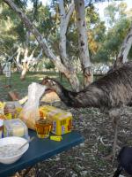 Wycliffe Well Camp Ground - Emu beim Fr&uuml;hst&uuml;ck