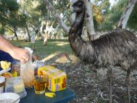 Wycliffe Well Camp Ground - Emu beim Fr&uuml;hst&uuml;ck