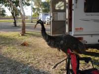Wycliffe Well Camp Ground - Emu beim Fr&uuml;hst&uuml;ck - Toastdieb