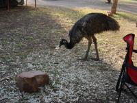 Wycliffe Well Camp Ground - Emu beim Fr&uuml;hst&uuml;ck