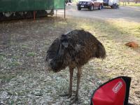 Wycliffe Well Camp Ground - Emu beim Fr&uuml;hst&uuml;ck