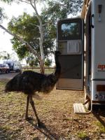 Wycliffe Well Camp Ground - Emu beim Fr&uuml;hst&uuml;ck