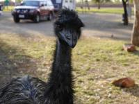 Wycliffe Well Camp Ground - Emu beim Fr&uuml;hst&uuml;ck