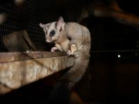 Larrimah - Squirrel Glider